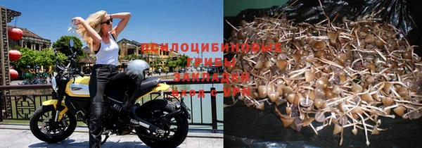 стаф Бородино